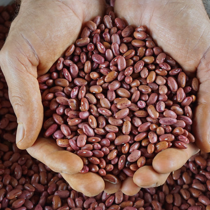 Habichuela Rosada / Pink Bean Seeds
