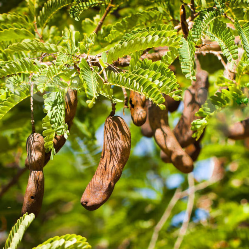 Árbol Tamarindo