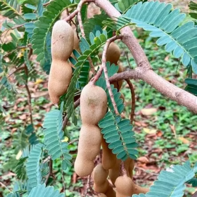 Árbol Tamarindo