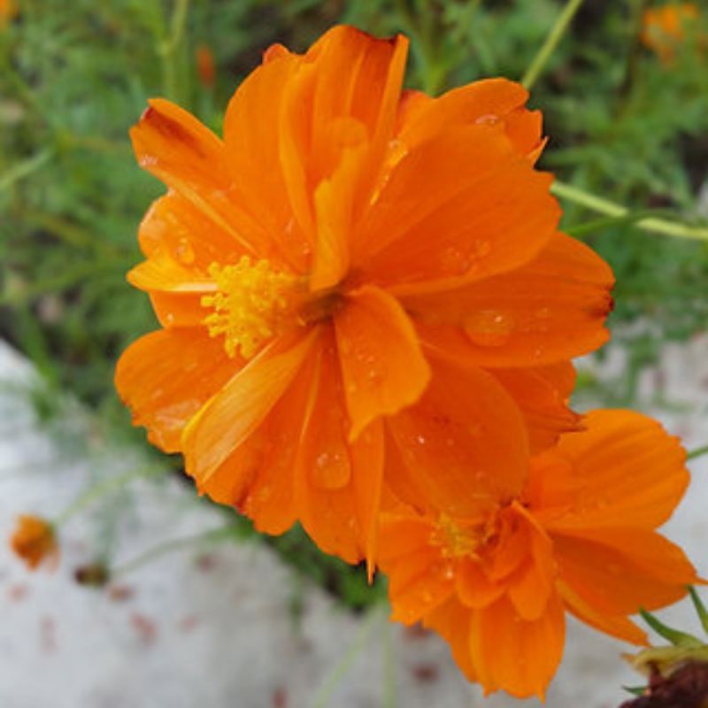 Semillas de cosmos naranja - Atrae polinizadores