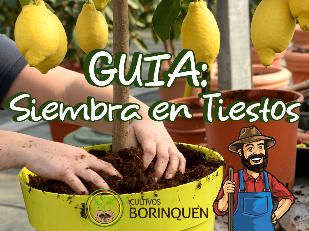 Guía práctica para sembrar en tiestos y cultivar en casa - Pasos sencillos para crear tu huerto en tiestos - Aprende a sembrar en tiestos con Cosecha en casa: guía paso a paso para cultivar en tiestos guía fácil y práctica