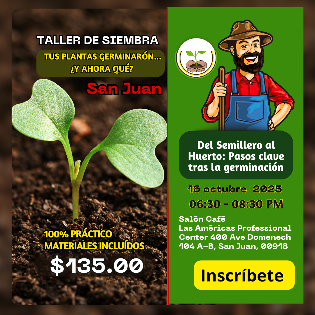 Taller San Juan / Qué hacer después de la germinación