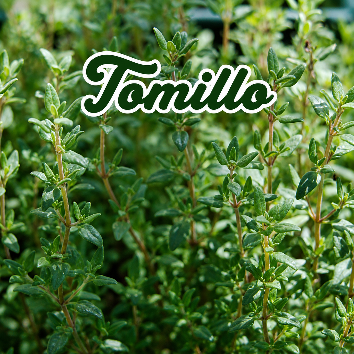 Recao, tomillo y albahaca cultivados en casa