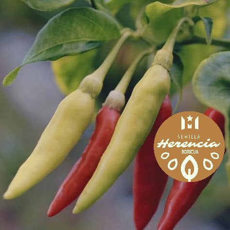 Planta de Ají Picante Boricua con frutos maduros