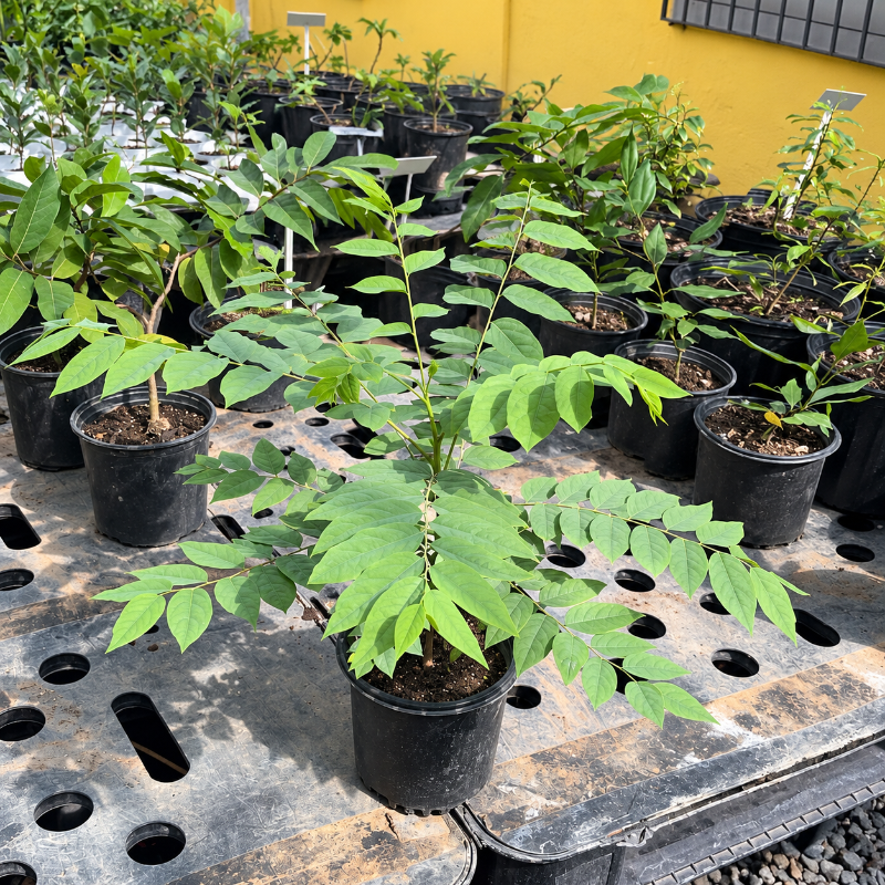 Árbol de grosella de semilla disponible en Cultivos Borinquen.