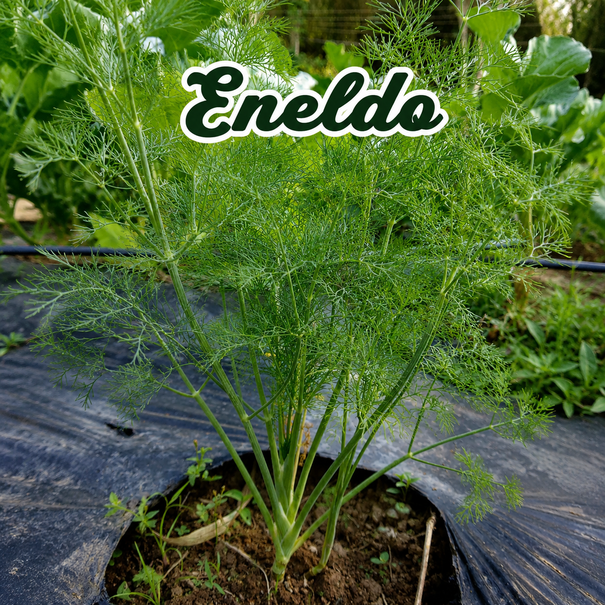 Semillas orgánicas para huerto medicinal y aromático