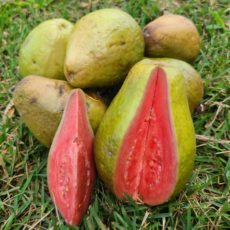 Semillas de Guayaba