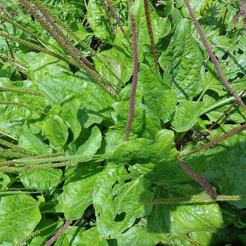Planta de Llantén medicinal creciendo en un jardín bajo el sol