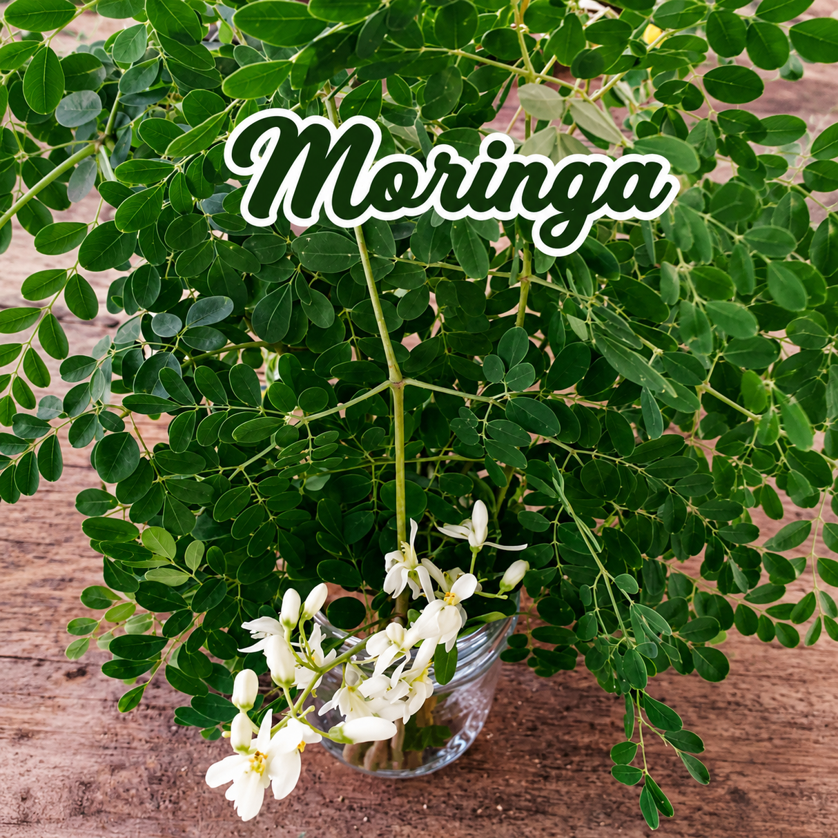 Llantén, moringa y eneldo cultivados en casa