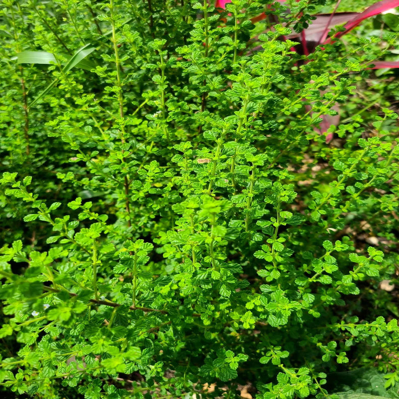 Planta Orégano Boricua