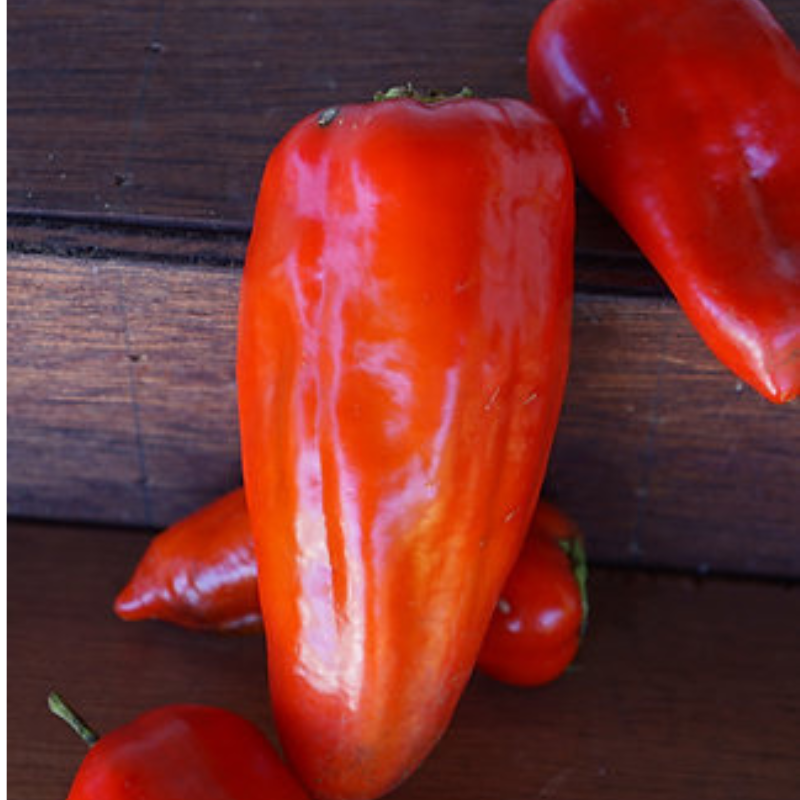 Planta de pimiento criollo de 24 pulgadas con frutos rojos y tierra fértil