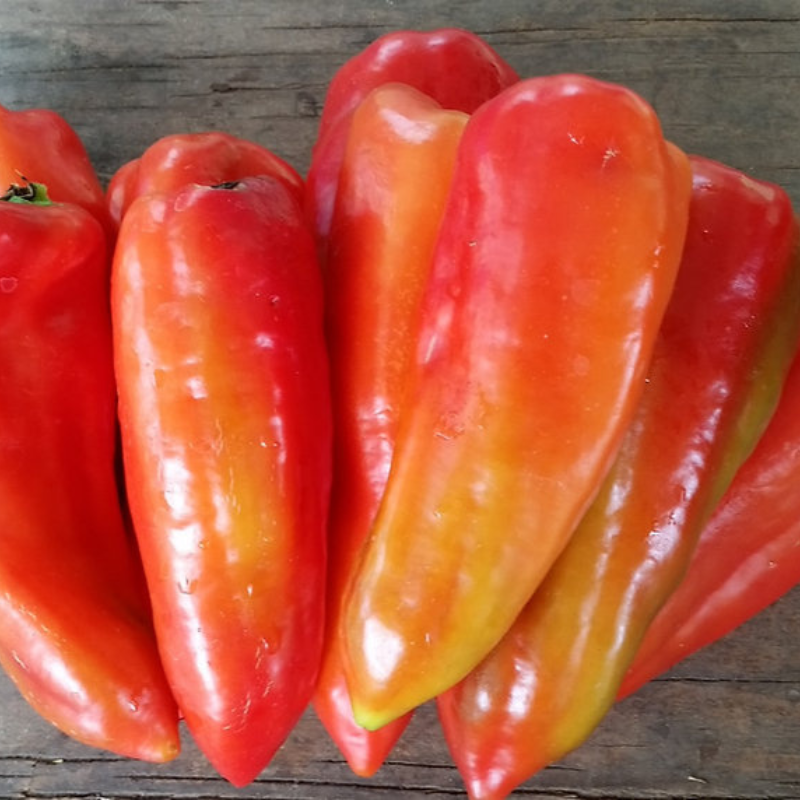 Planta de pimiento criollo de 24 pulgadas con frutos rojos y tierra fértil