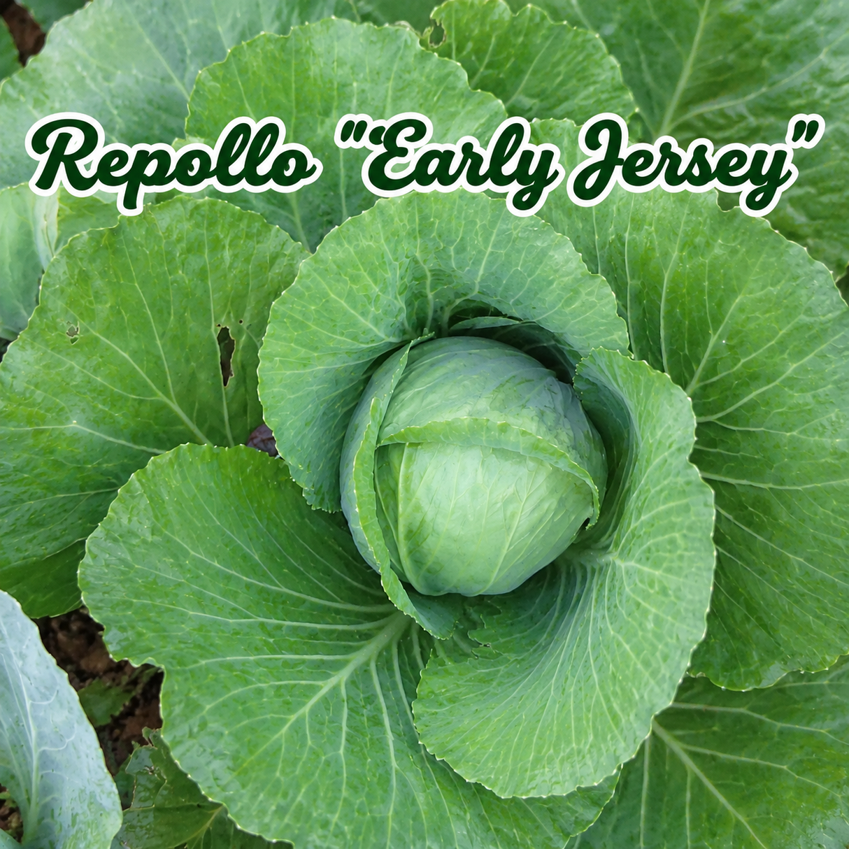 Repollo Red Acre, Copenhagen Market y Early Jersey cultivados en huerto
