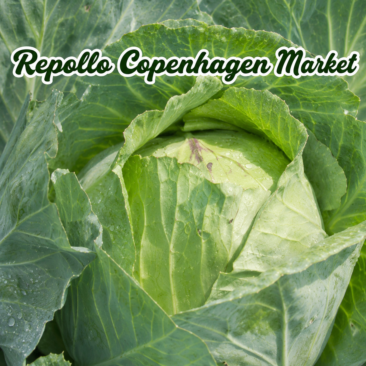 Combo de variedades de repollo para cultivo en casa