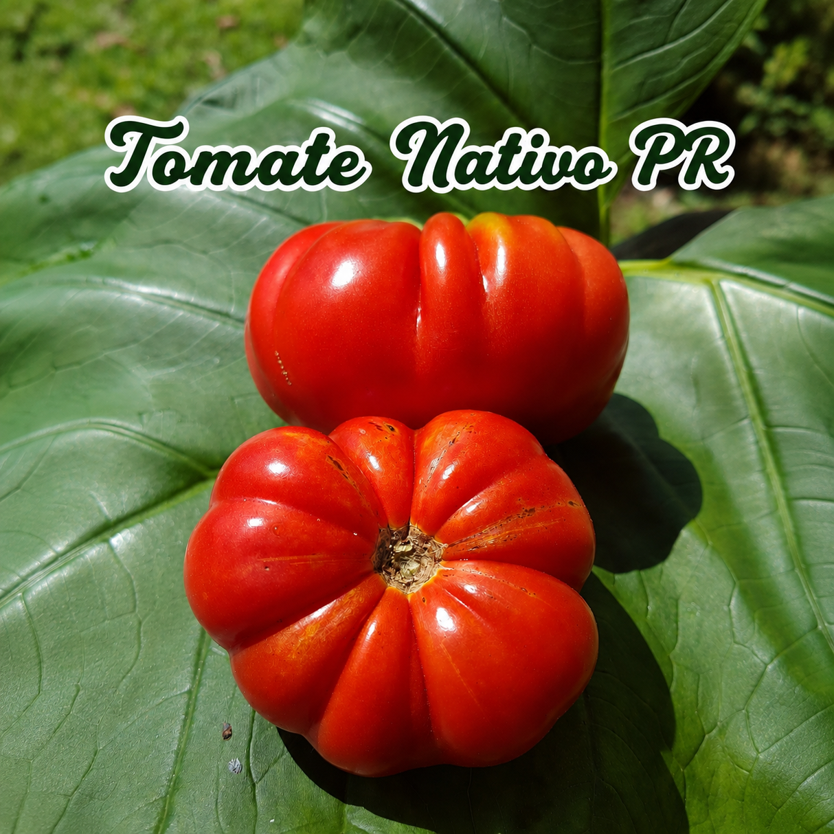 Semillas orgánicas de tomate para huerto casero