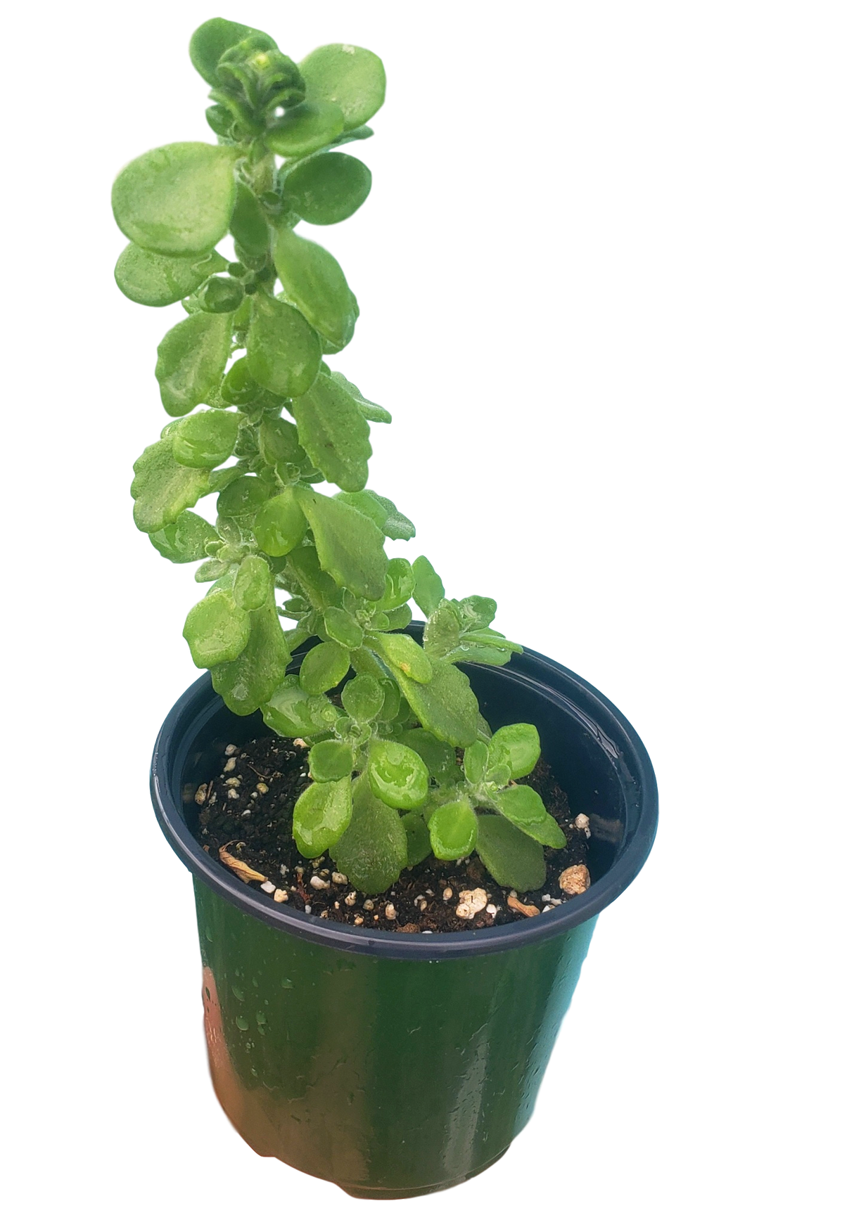 1 Plantas de Alcanfor