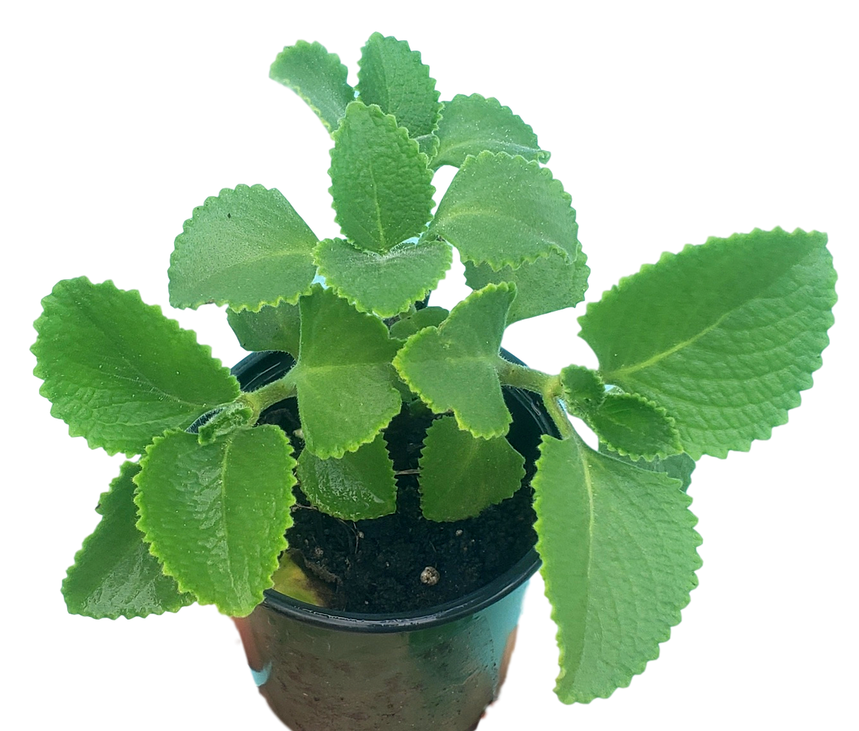 Orégano Brujo - Hojas carnosas y aroma persistente