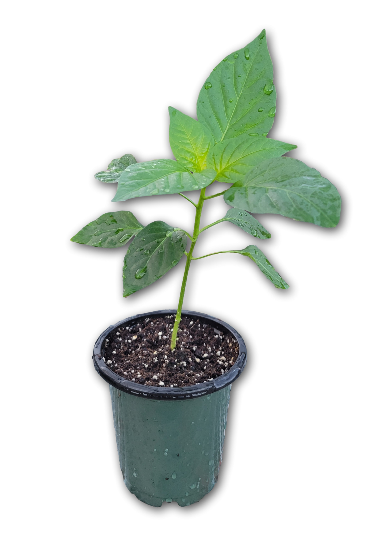 Planta Pimiento Morrón Orgánico - Cultivo sostenible