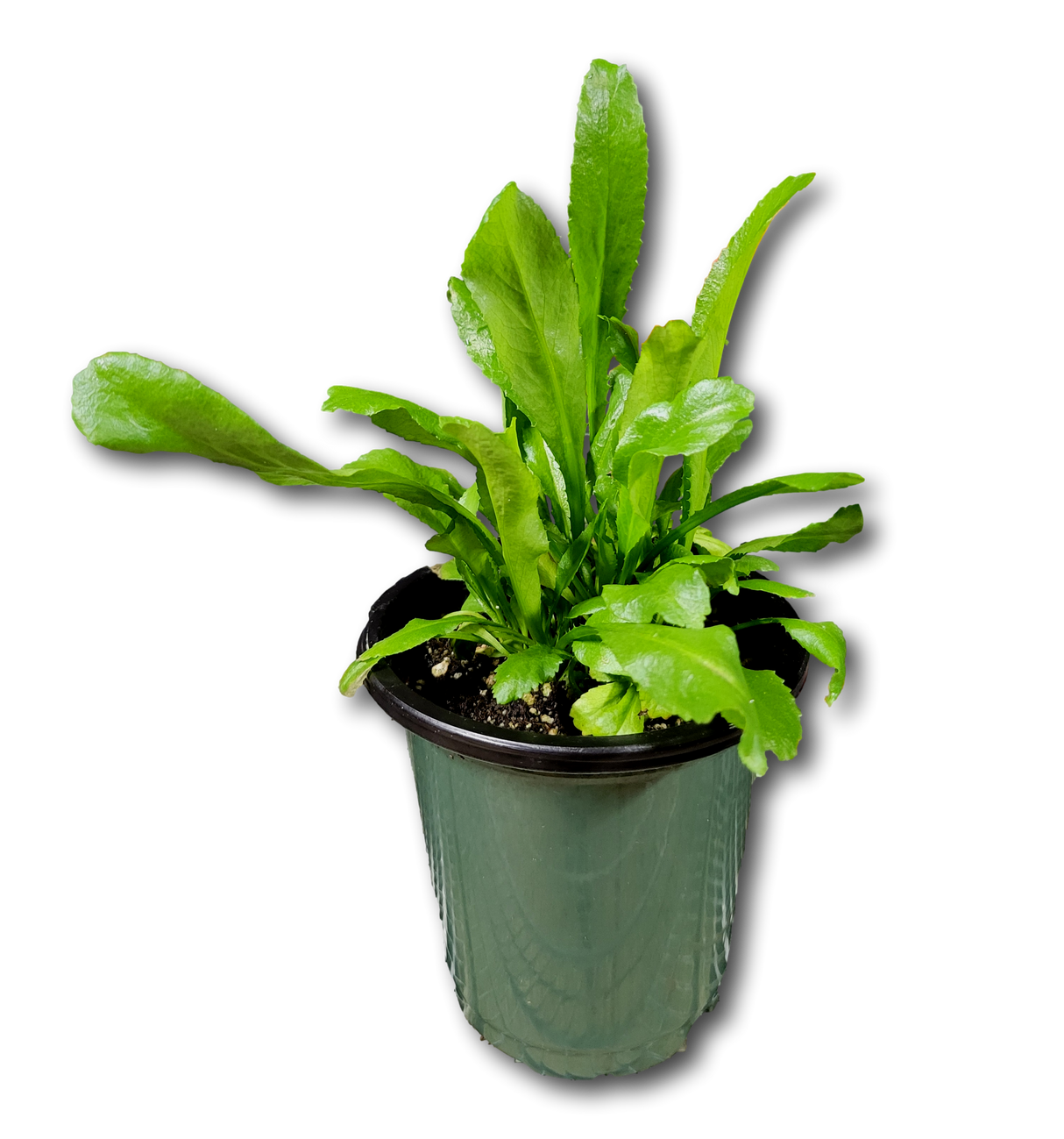 Planta de Recao Boricua en maceta de 4 pulgadas