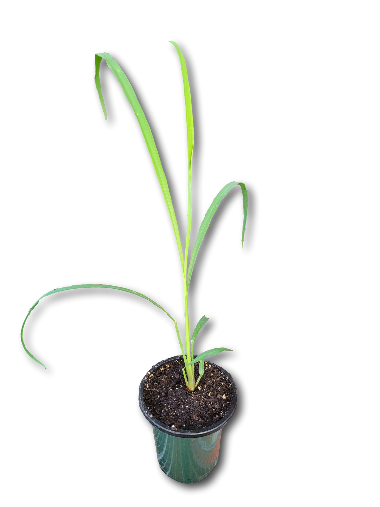 Planta de Limoncillo