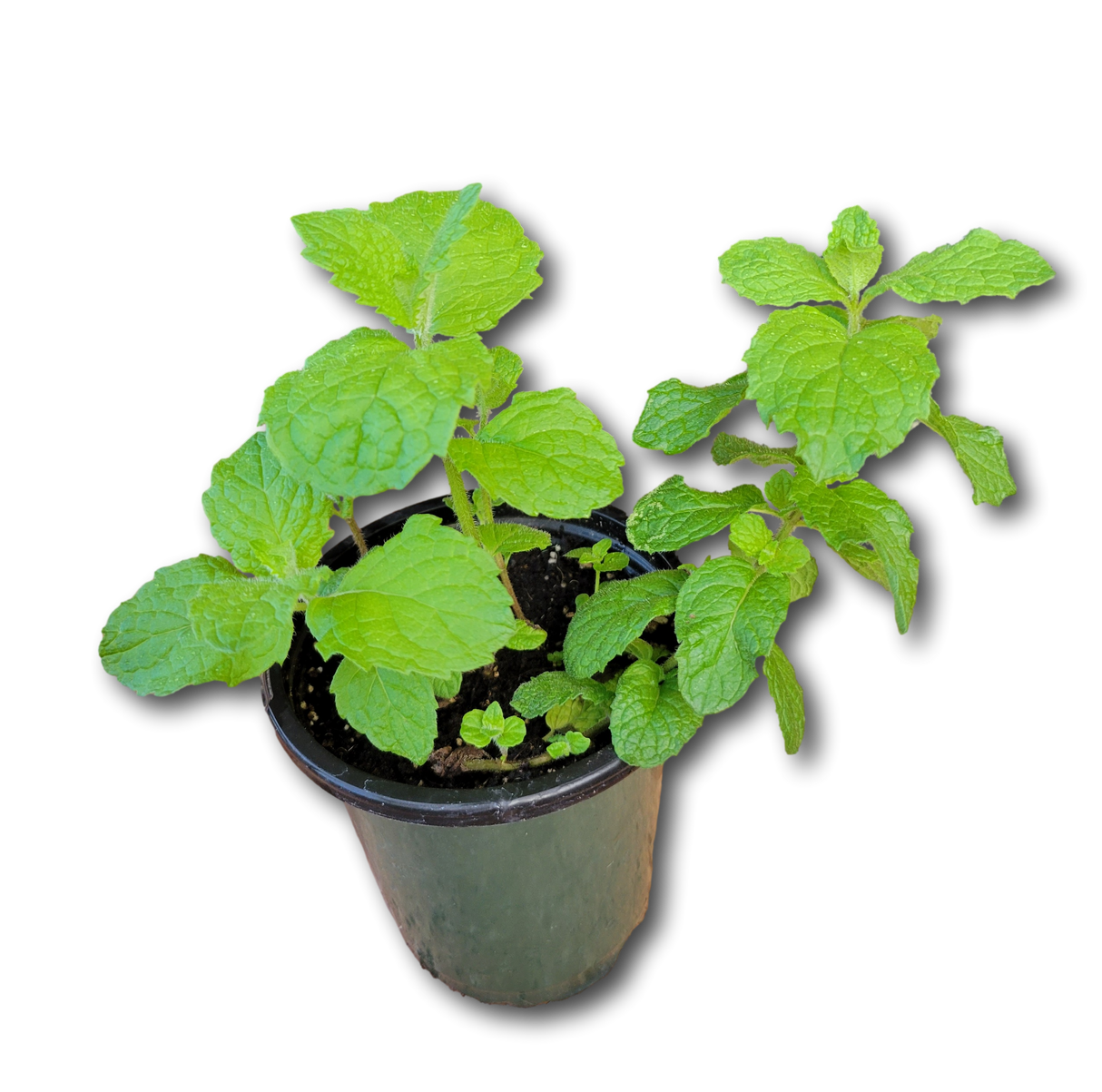 Planta de Hierba buena