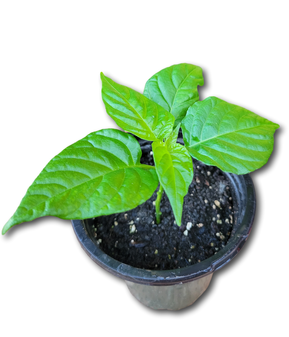 Ajíes picantes frescos listos para hacer pique criollo