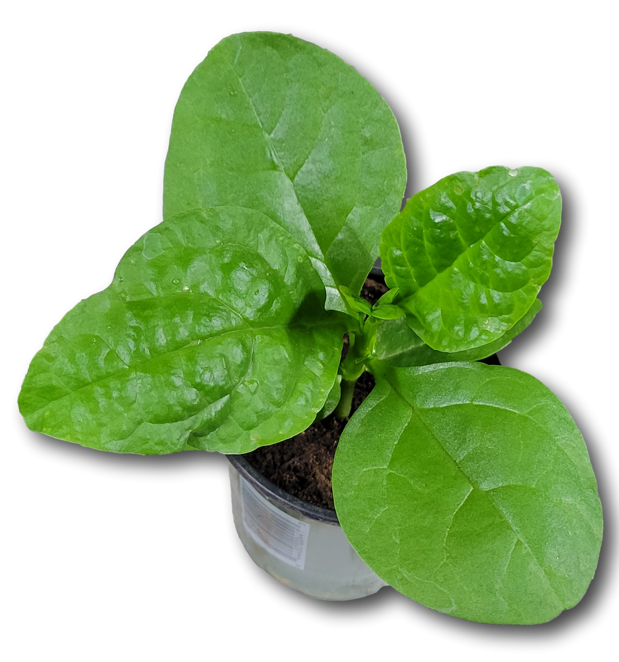 Planta de Espinaca Verde en maceta de 4 pulgadas, con hojas grandes y tallos verdes.