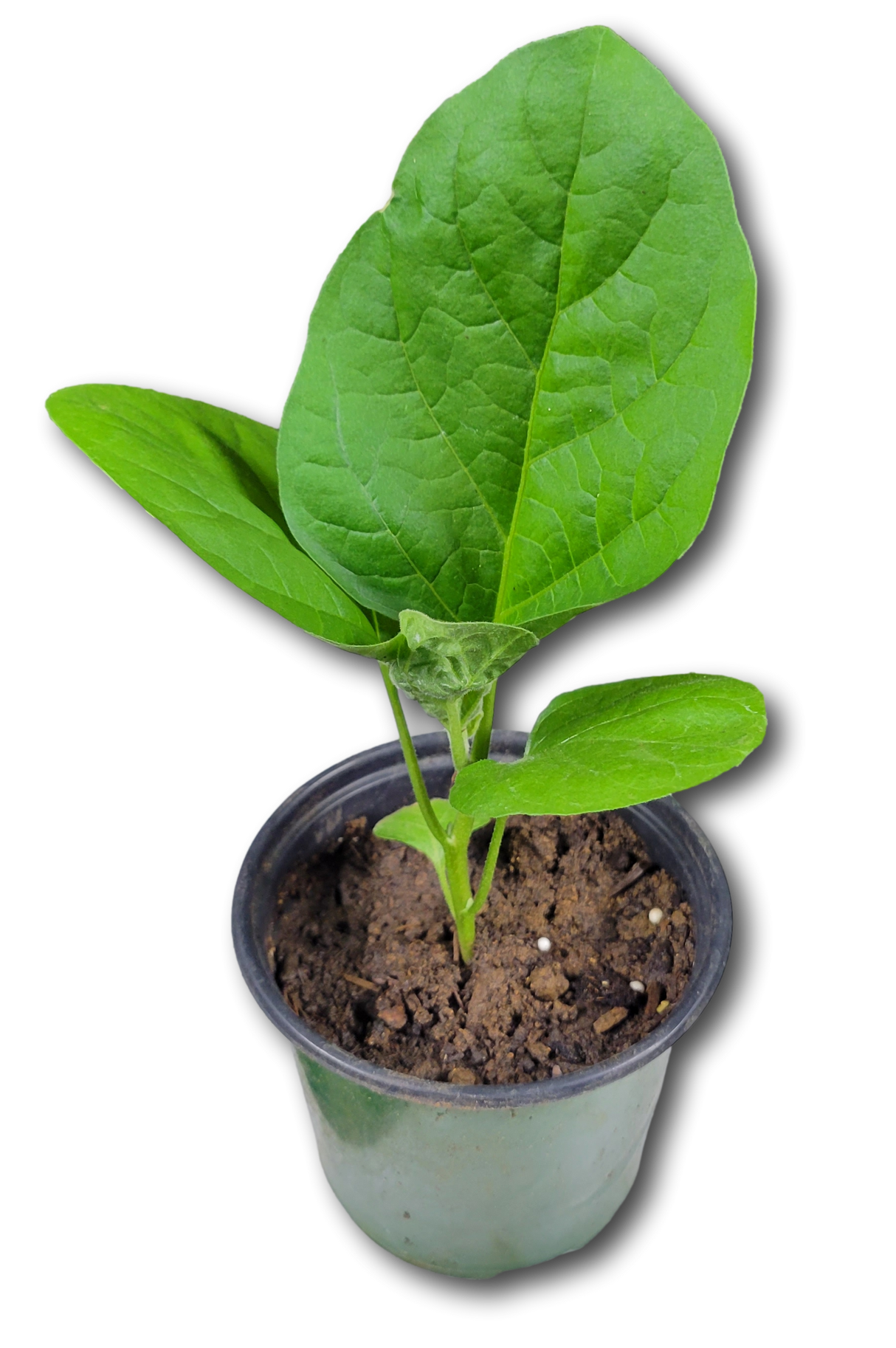 Berenjena Puertorriqueña - Variedad tradicional de gran tamaño