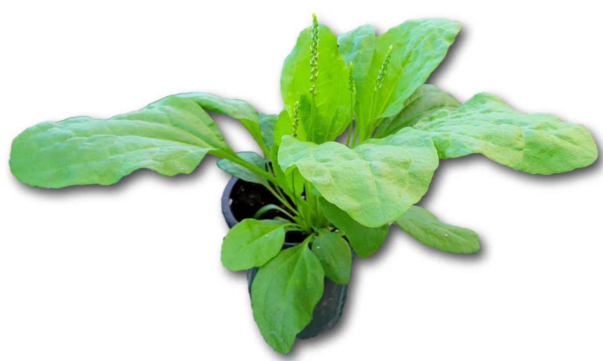 Planta de Llantén vivo en maceta, hojas verdes grandes y ovaladas