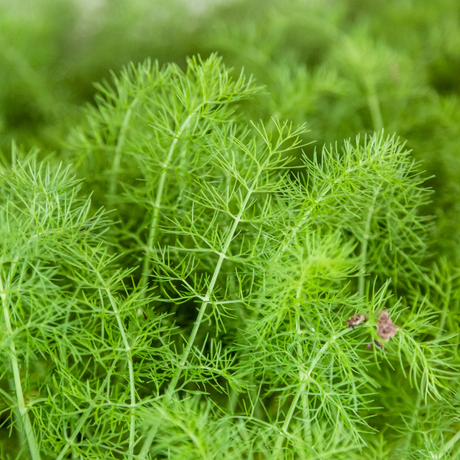 Planta de Hinojo mostrando su característico bulbo comestible