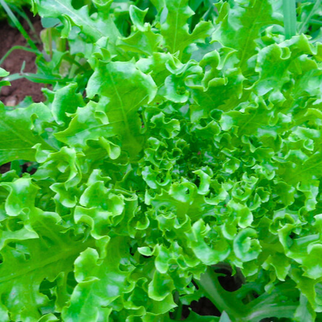 Semillas lechuga rizada - Textura perfecta para ensaladas