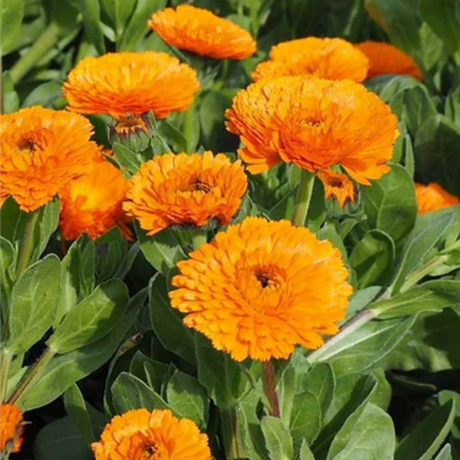 Semillas de caléndula orgánicas listas para plantar
