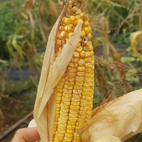 Semillas de maíz peruano - Variedad heirloom no GMO