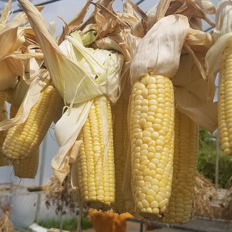 Mazorcas de maíz dulce - Cultivo confiable