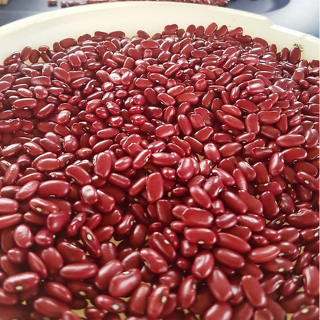 Semillas habichuela roja PR - Variedad tradicional