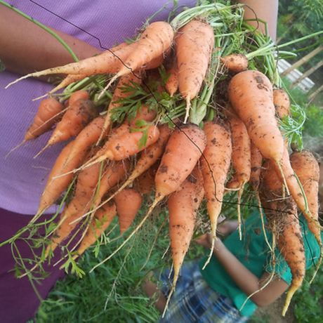 Semillas de zanahoria en forma de V - Cultivo fácil y productivo
