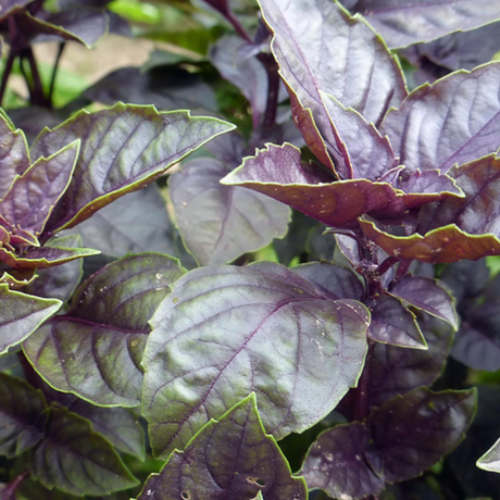 Albahaca Morada/ Purple Basil "Dark Opal" Seeds