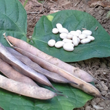 Semillas de habichuelas blancas - Variedad puertorriqueña