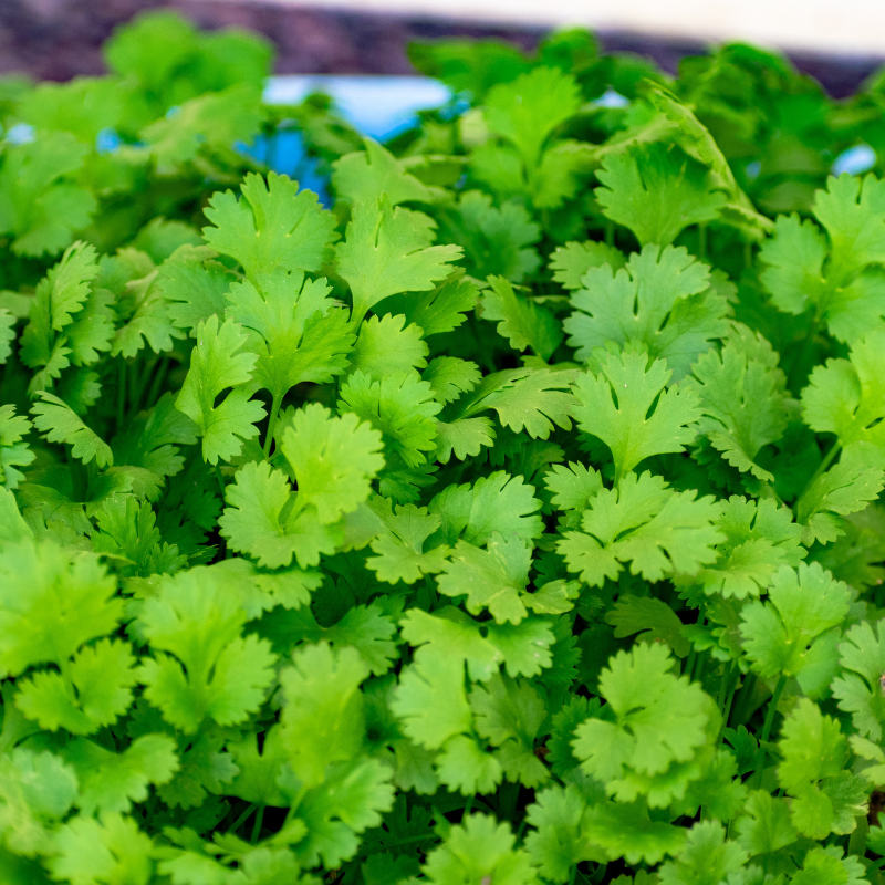 Cilantro usado en preparación de platos internacionales