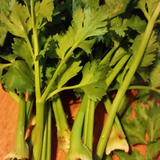 Semillas de apio - Germinación rápida en 2-5 días