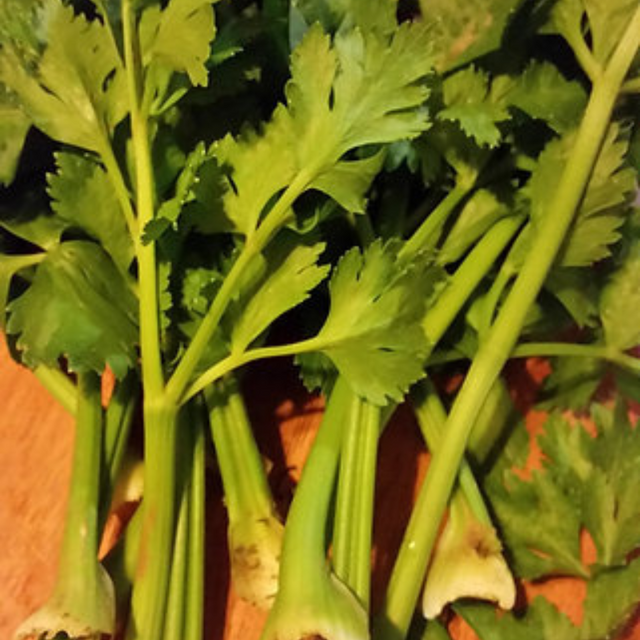 Semillas de apio - Germinación rápida en 2-5 días