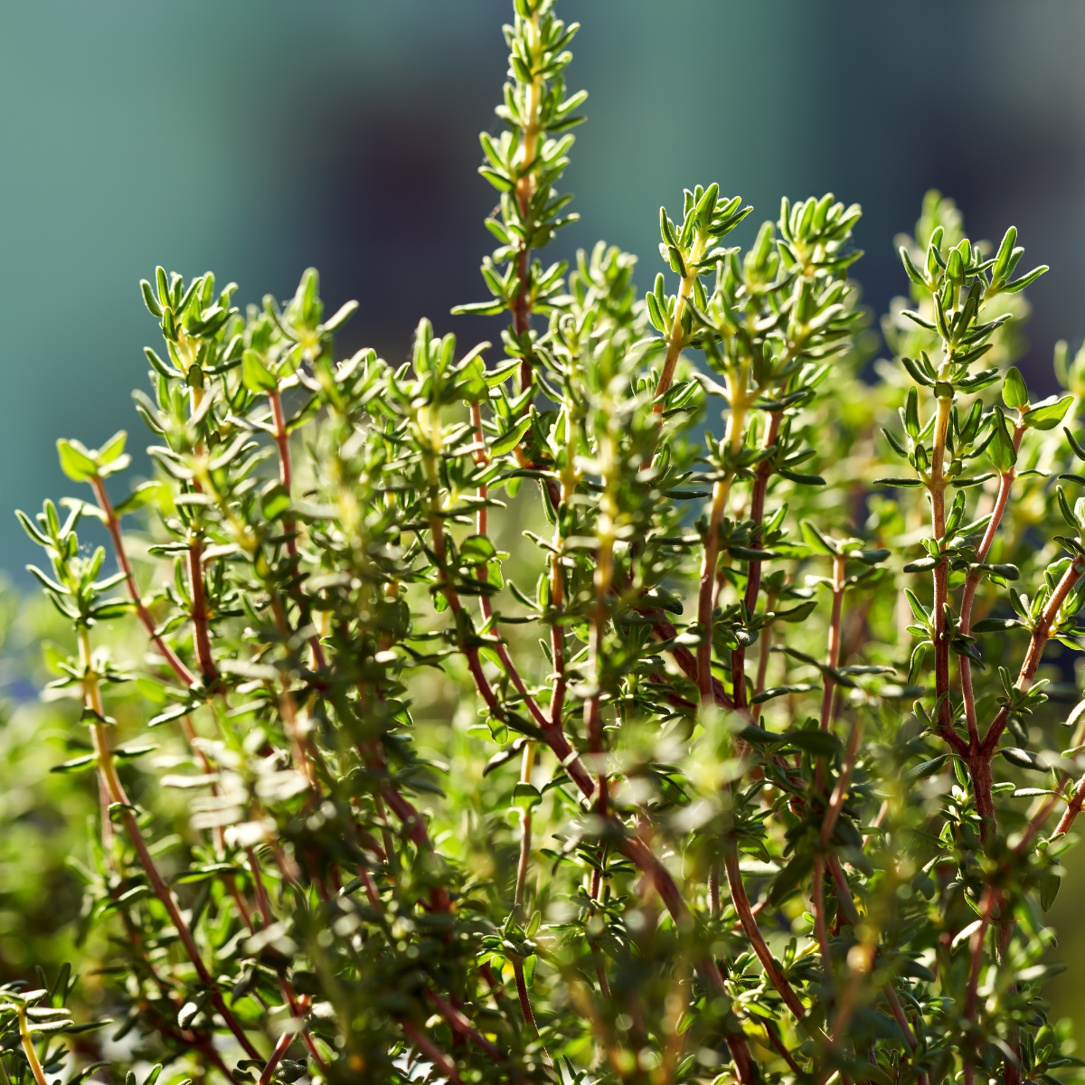 Planta de tomillo madura - Hierba aromática para cocina