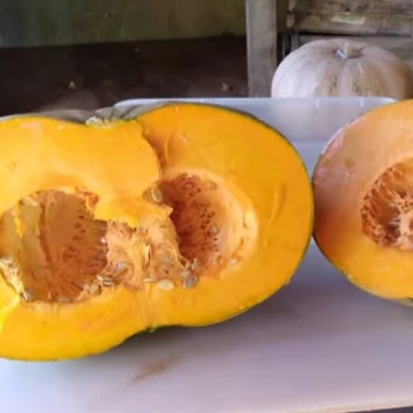 Semillas de calabaza gigante - Variedad productiva y versátil