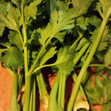 Planta de Apio Puertorriqueño mostrando tallos gruesos y saludables
