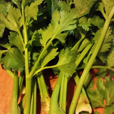 Planta de Apio Puertorriqueño mostrando tallos gruesos y saludables