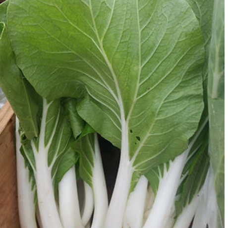 Paquete de Semillas de Bok Choy - 60 semillas para cultivo
