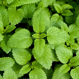 Hojas de poleo para té medicinal - Alivio digestivo