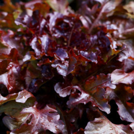 Cosecha progresiva de hojas exteriores de Lechuga Roja
