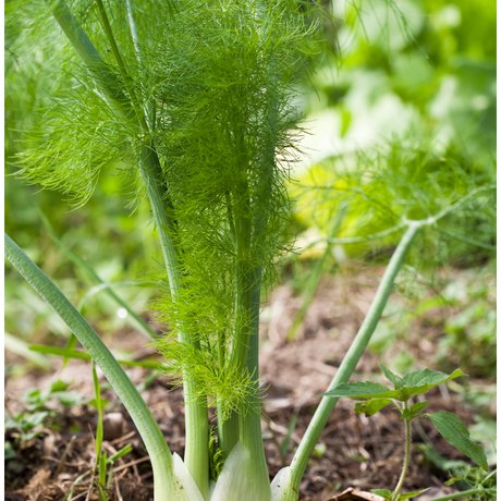Hinojo fresco listo para usar en infusiones y platos culinarios