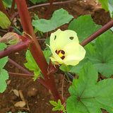 Flores de quimbombó - Atractivas y comestibles